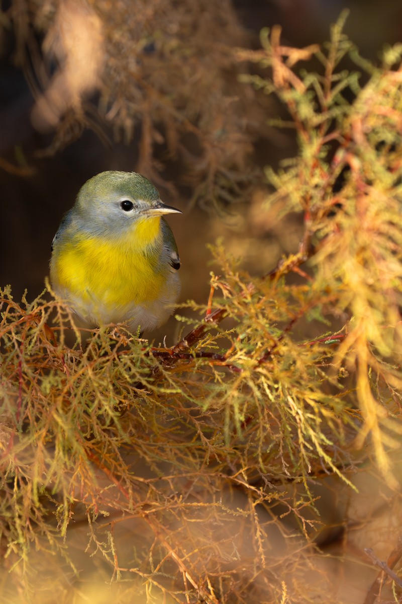 Northern Parula - ML645626103