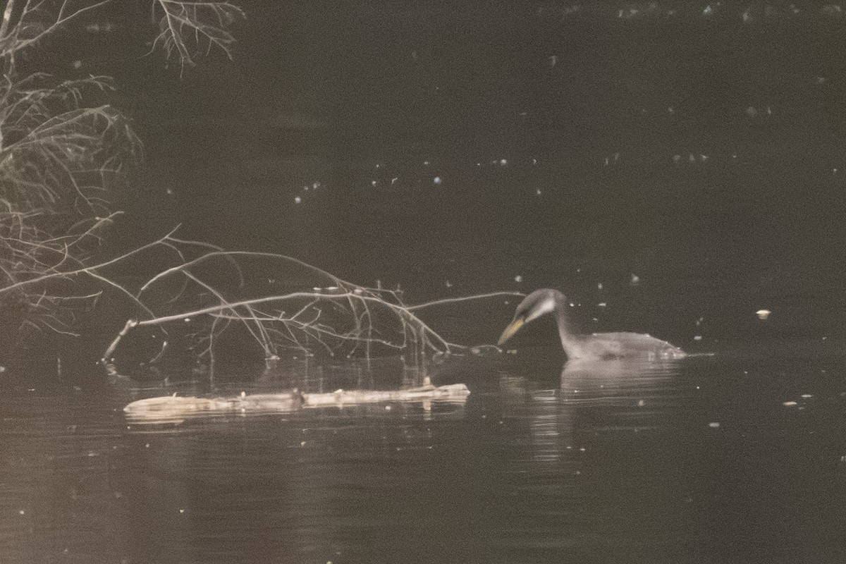 Red-necked Grebe - ML645626106