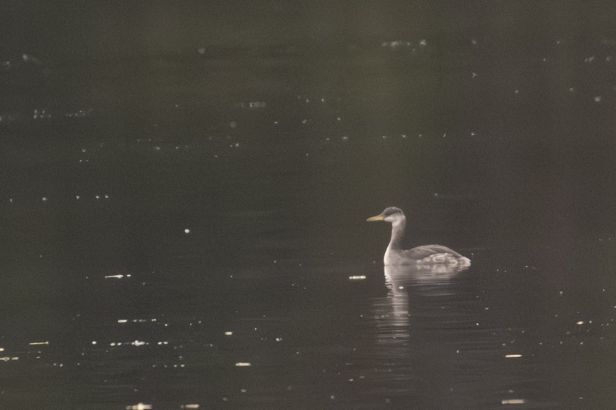 Red-necked Grebe - ML645626107