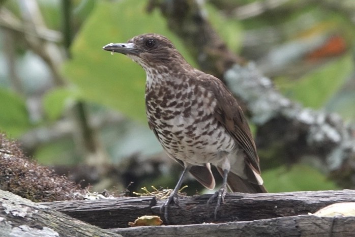 Marañon Thrush - ML645626108