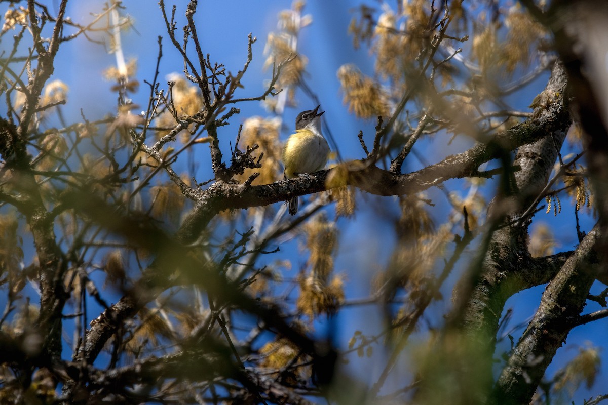 Blue-headed Vireo - ML645626109