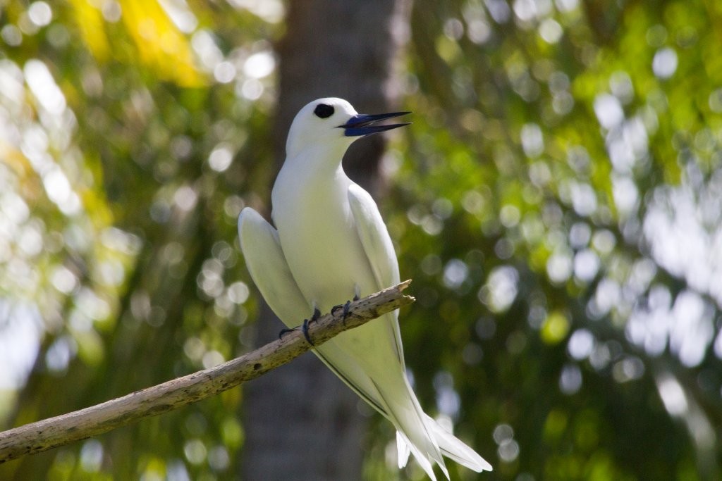 White Tern - ML64562611