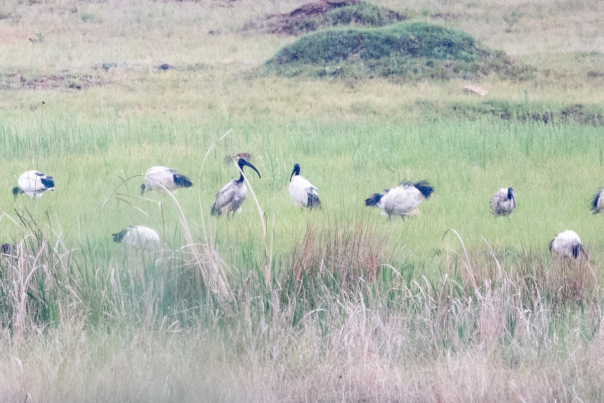 African Sacred Ibis - ML645626110