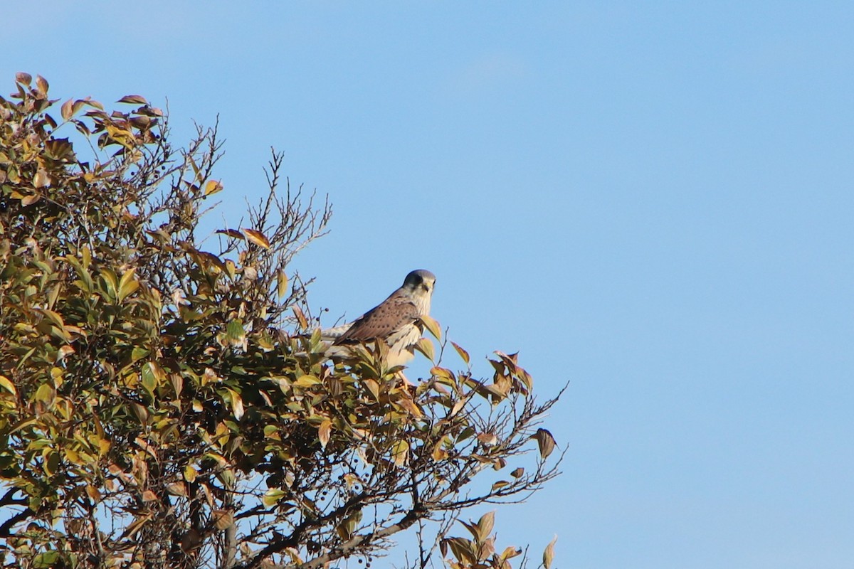 Eurasian Kestrel (Eurasian) - ML645626111