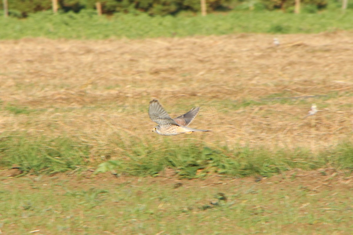Eurasian Kestrel (Eurasian) - ML645626112