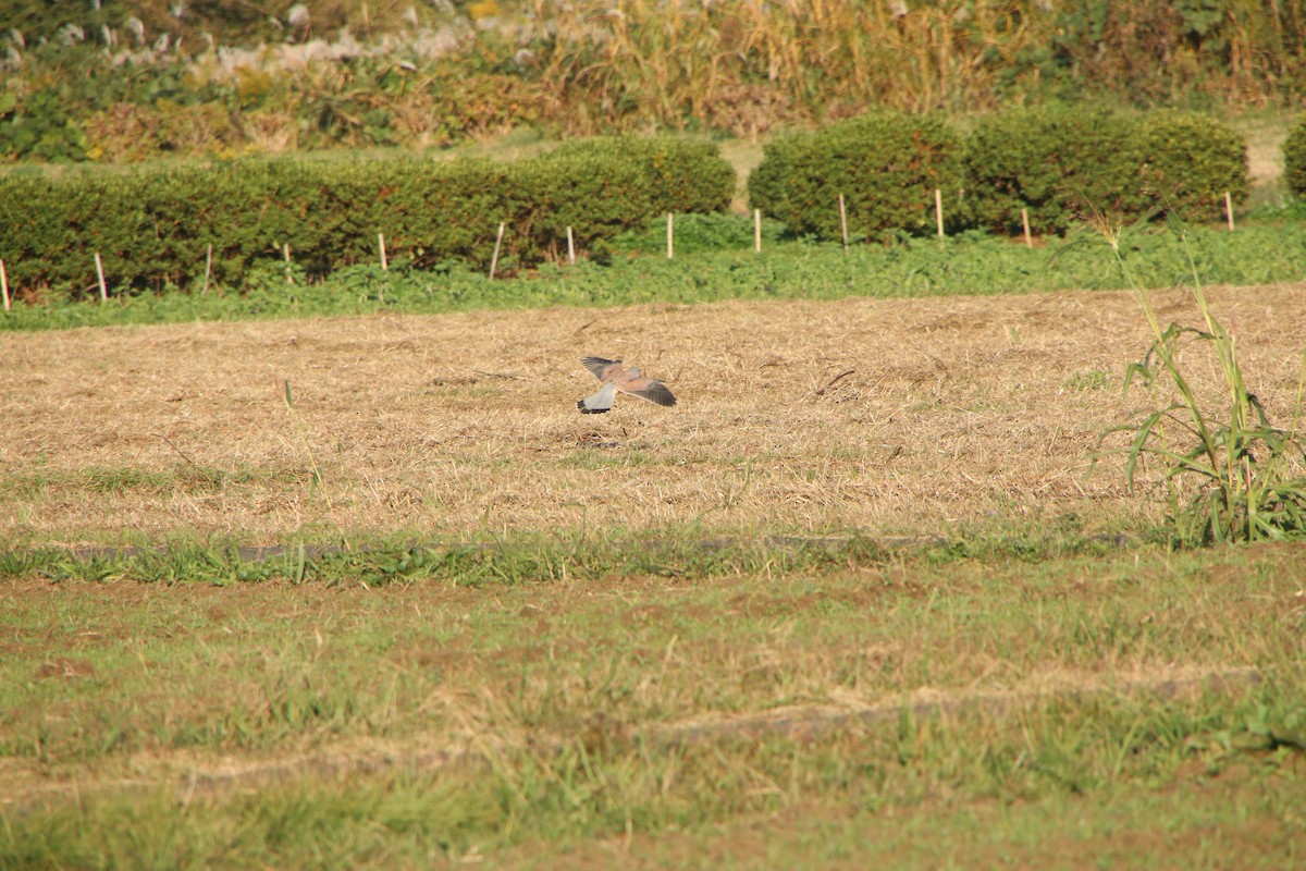 Eurasian Kestrel (Eurasian) - ML645626113