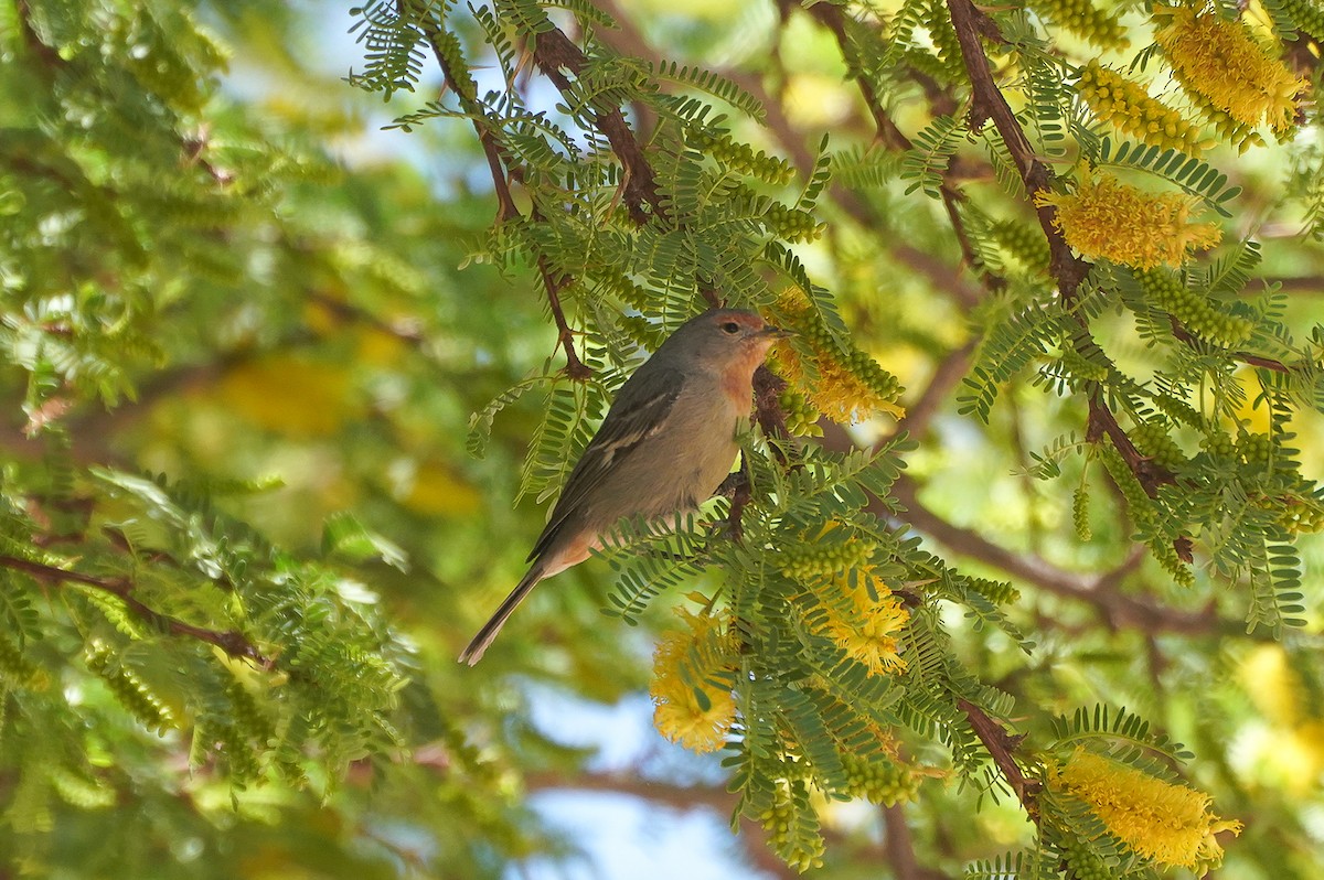 Tamarugo Conebill - ML645626114