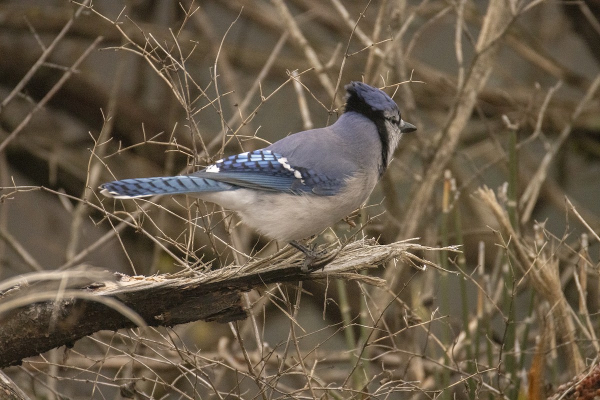 Blue Jay - ML645626123