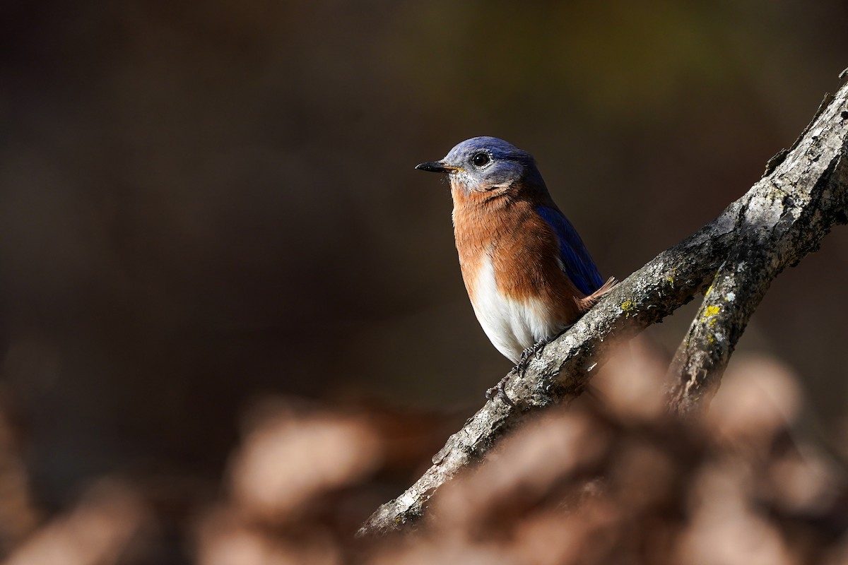 Eastern Bluebird - ML645626128