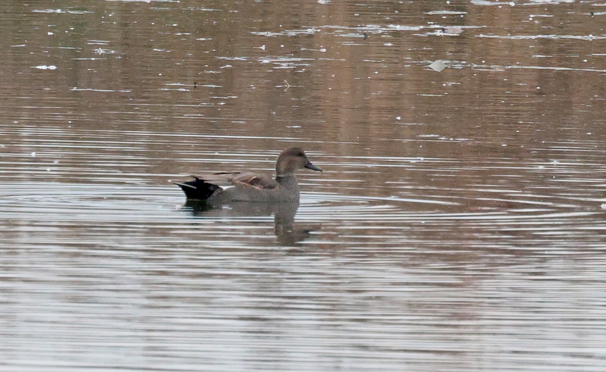 Нерозень - ML645626129