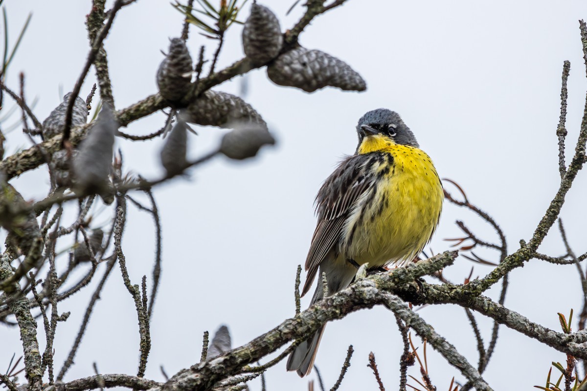 Kirtland's Warbler - ML645626131