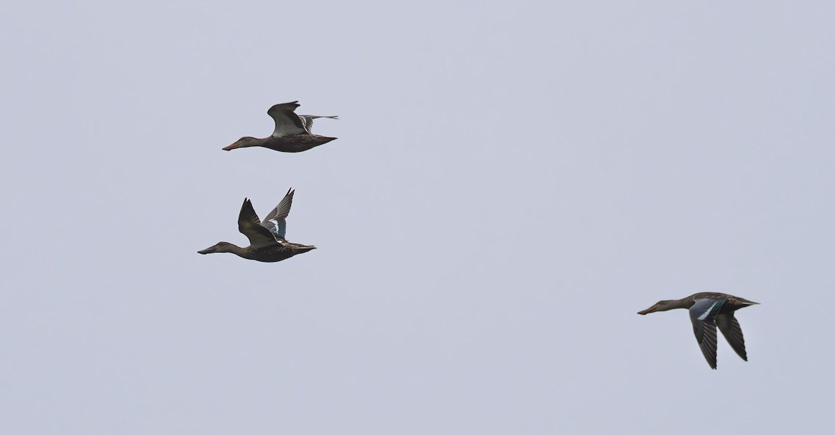 Northern Shoveler - ML645626137