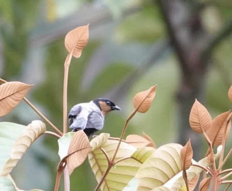 Silvery Tanager - ML645626138