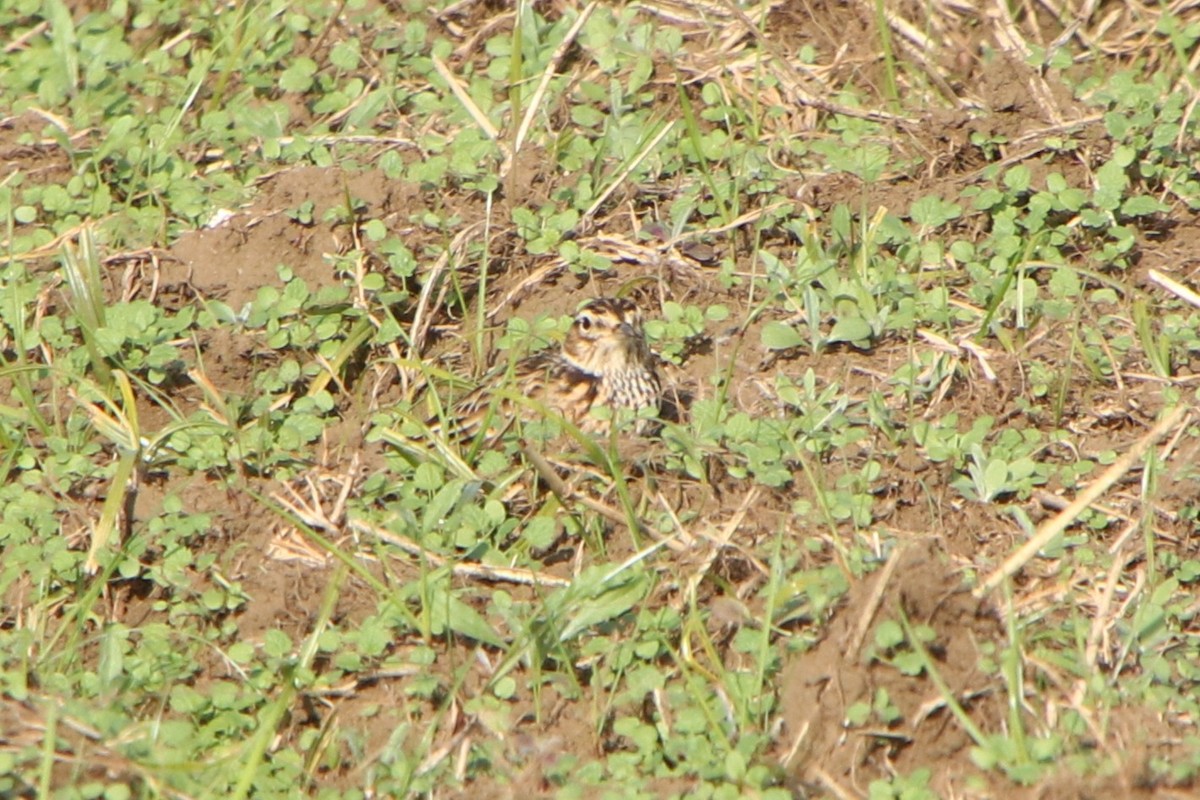 歐亞雲雀(japonica/intermedia) - ML645626139