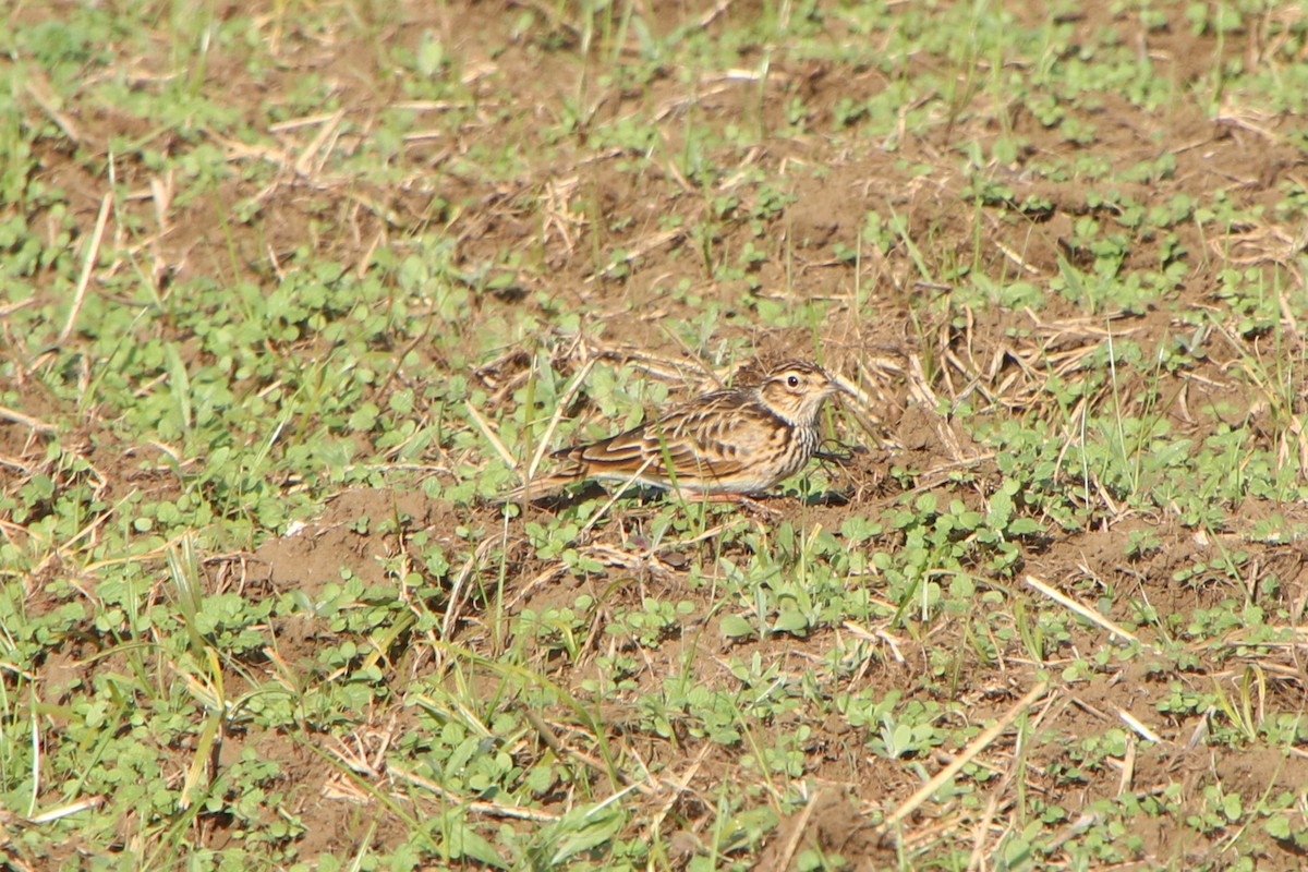 歐亞雲雀(japonica/intermedia) - ML645626141