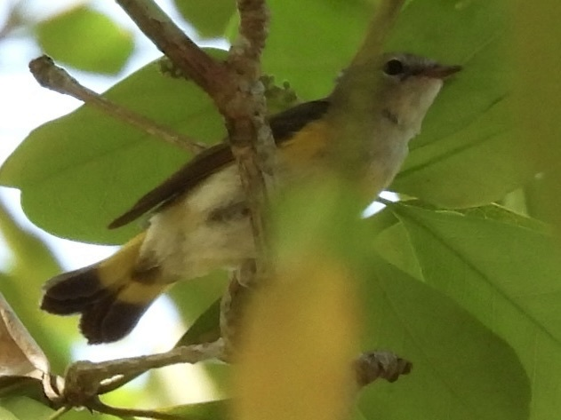 American Redstart - ML645626143