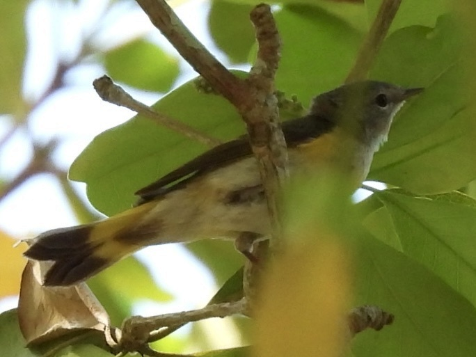 American Redstart - ML645626144