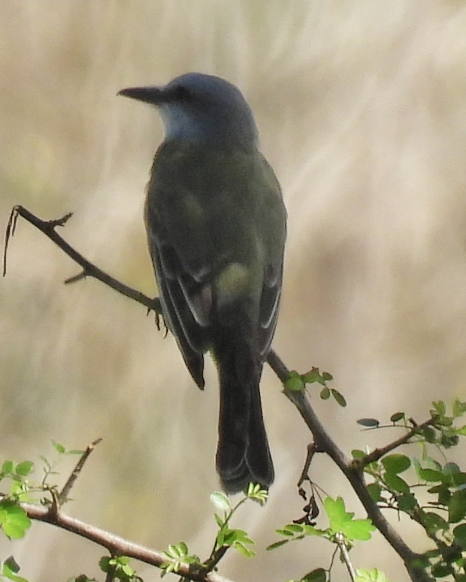 Moqueur des savanes - ML645626147