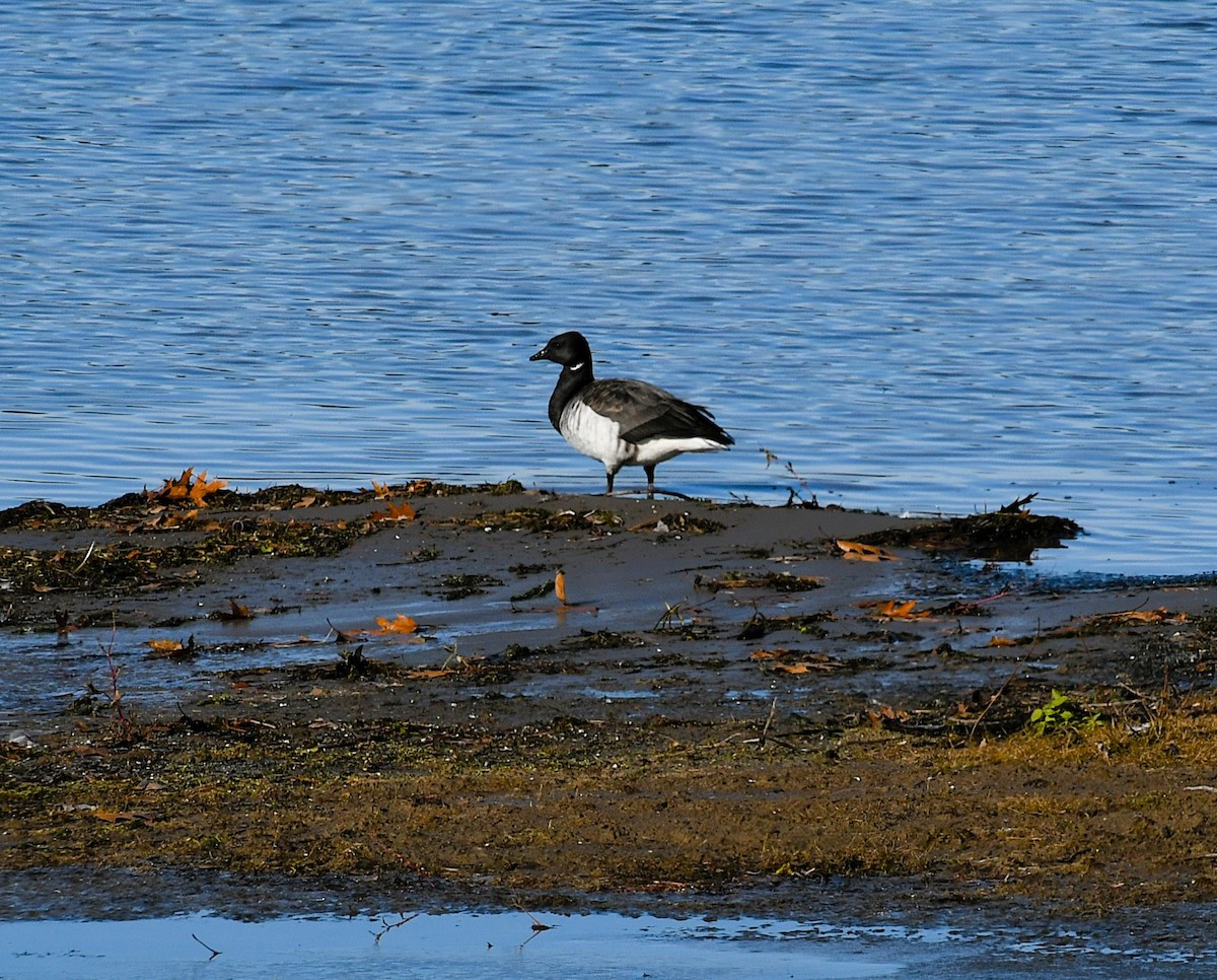 Brant - ML645626153