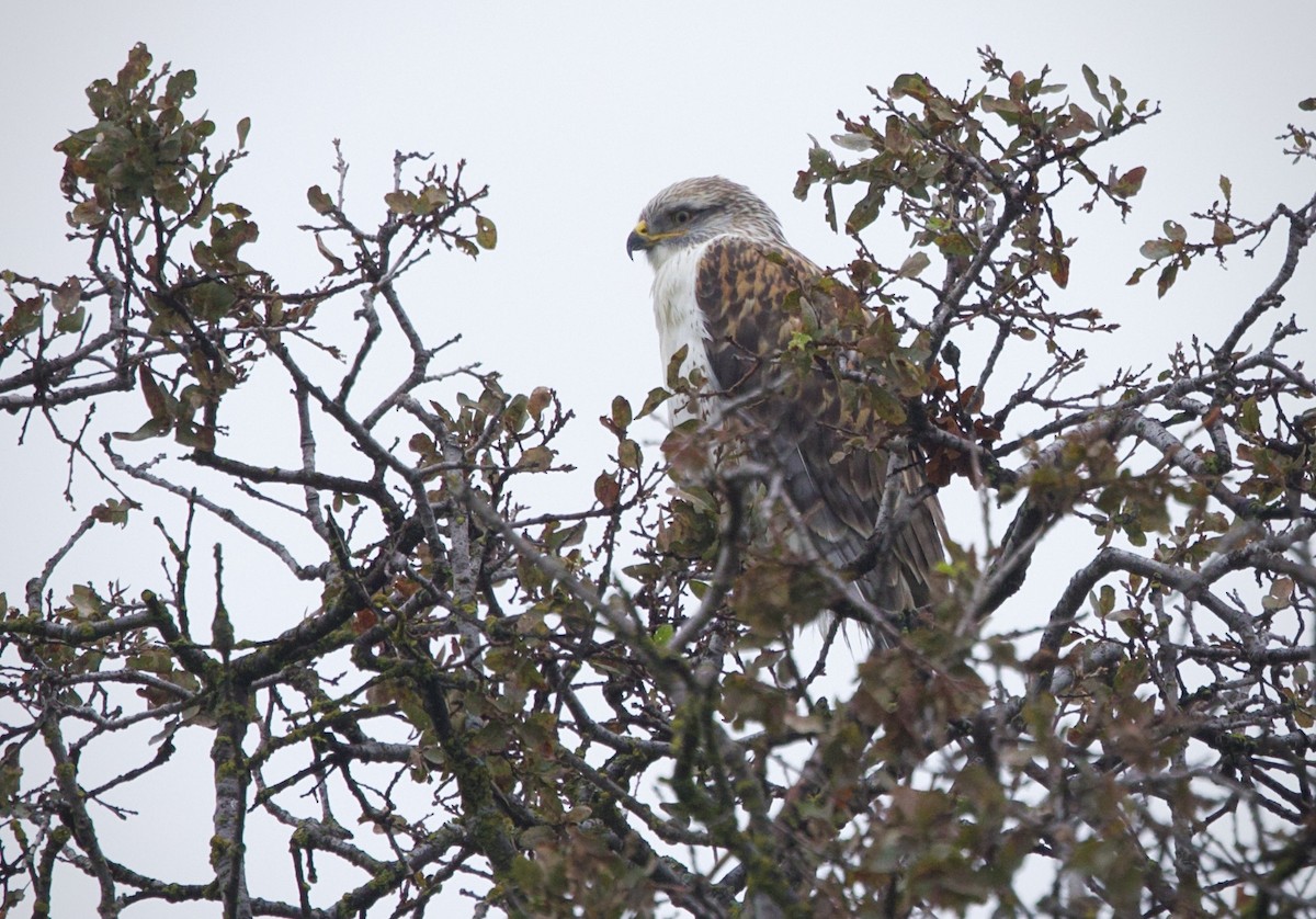 Ferruginous Hawk - ML645626161