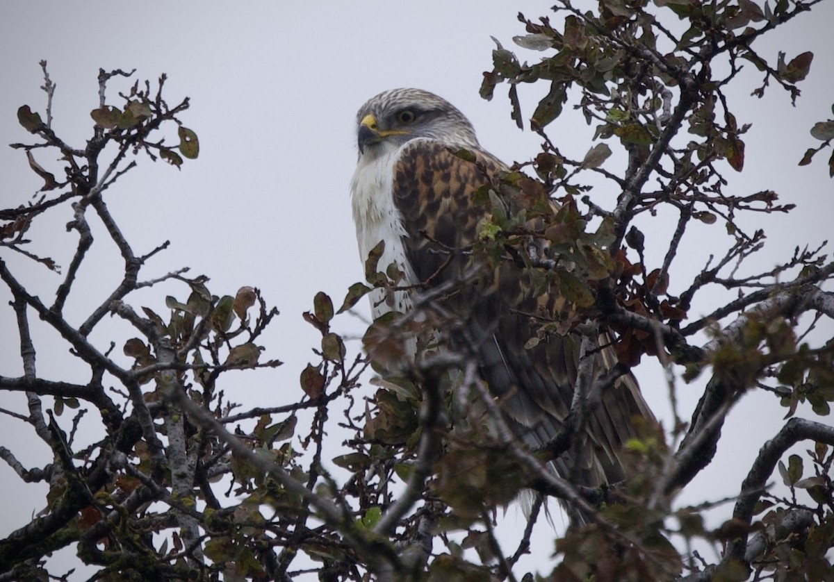 Ferruginous Hawk - ML645626162