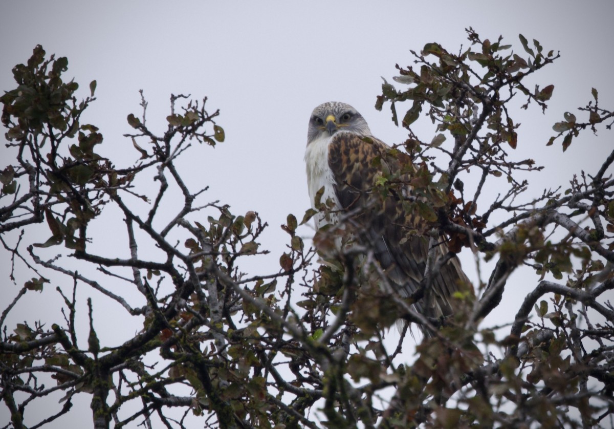 Ferruginous Hawk - ML645626163