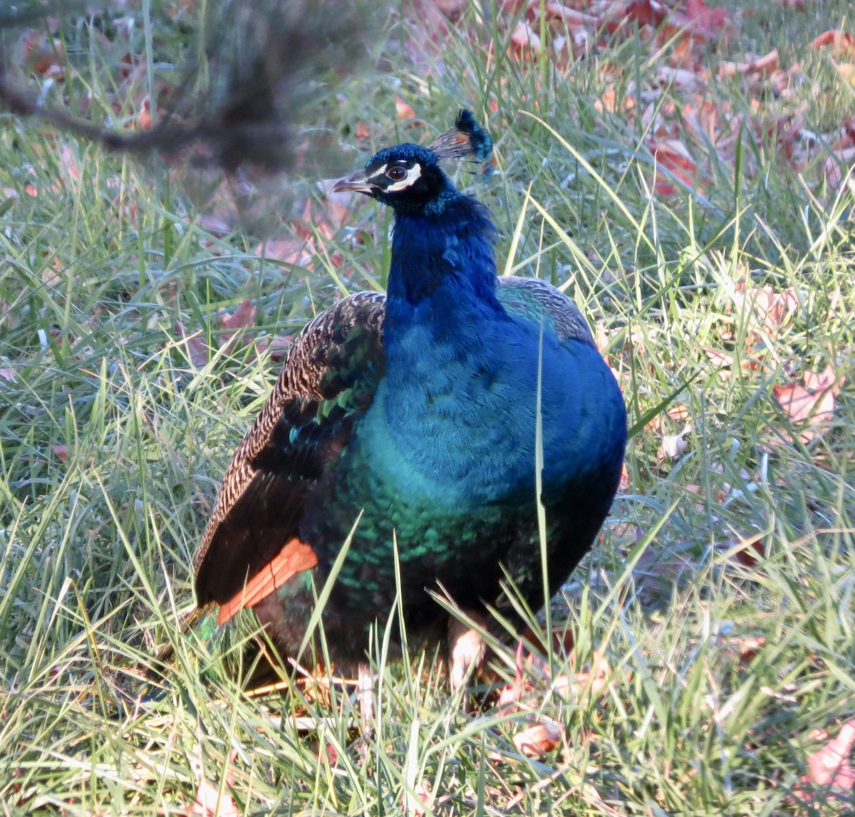 Indian Peafowl - ML645626164