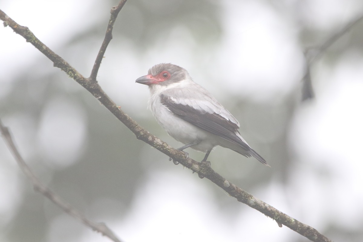 Masked Tityra - ML645626165