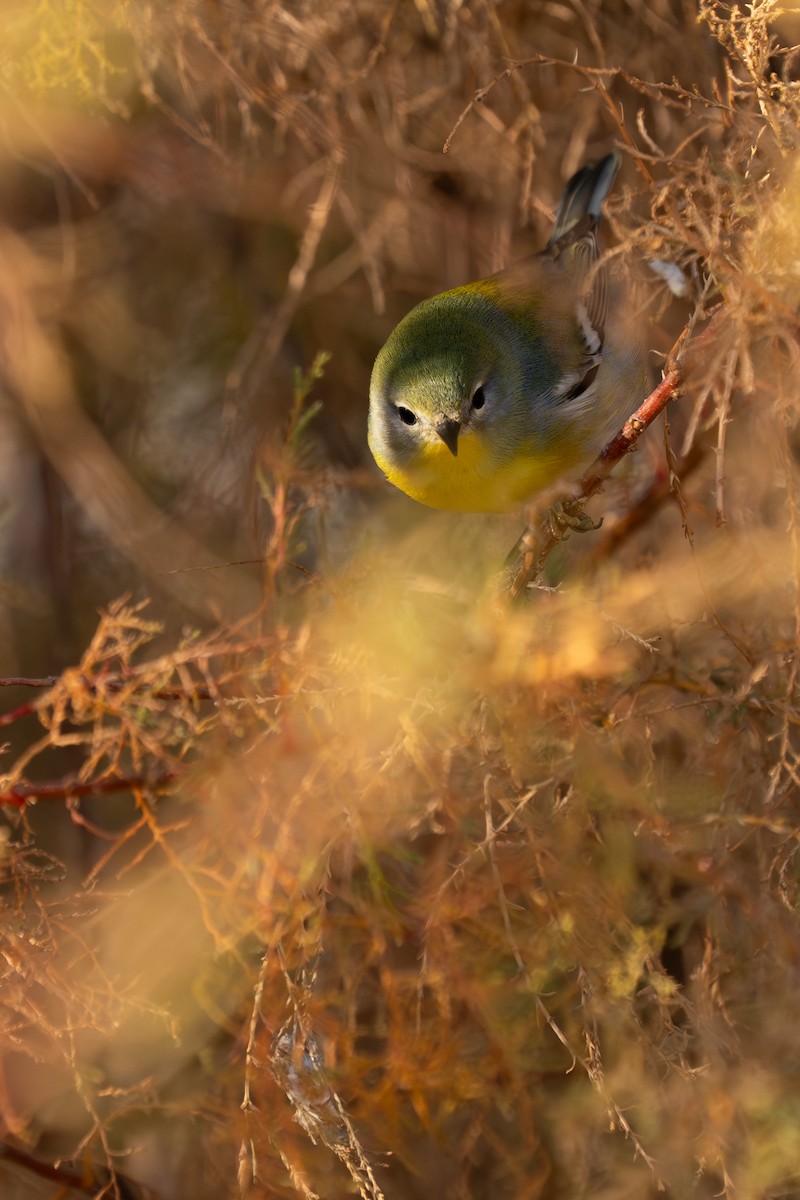 Northern Parula - ML645626166