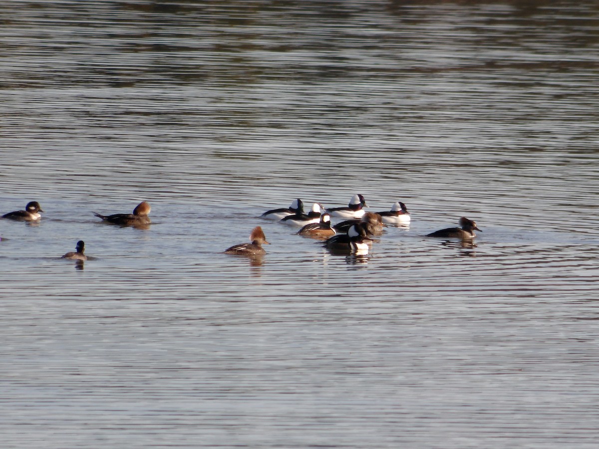 Bufflehead - ML645626168