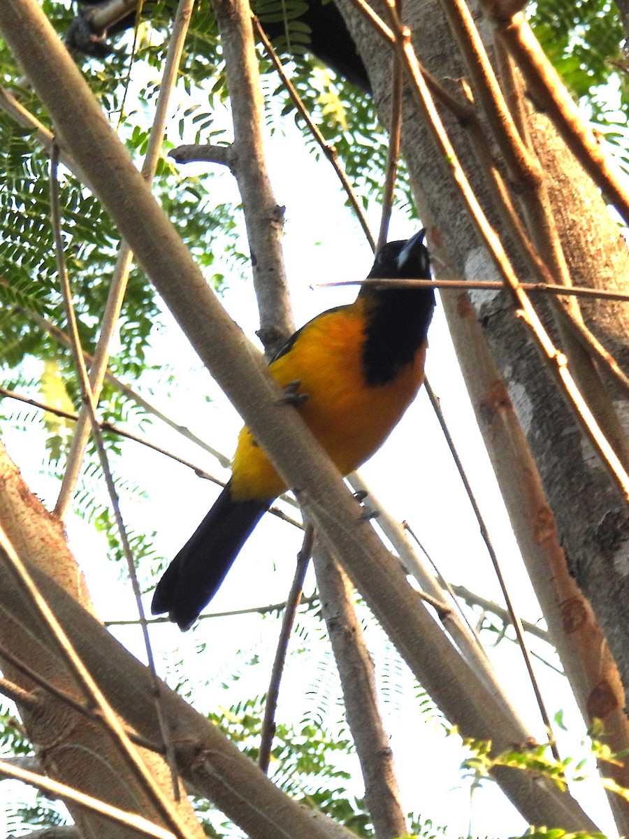 Altamira x Audubon's Oriole (hybrid) - ML645626170