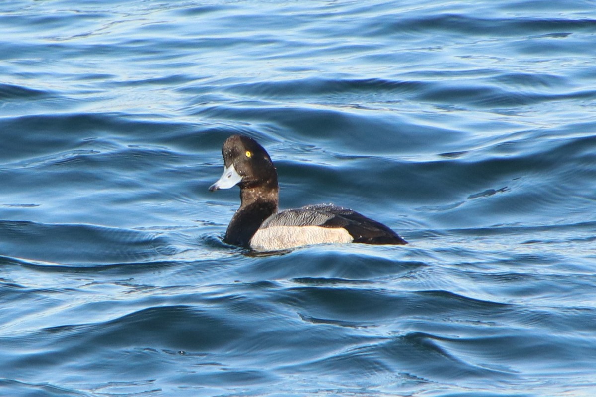 斑背潛鴨 - ML645626184