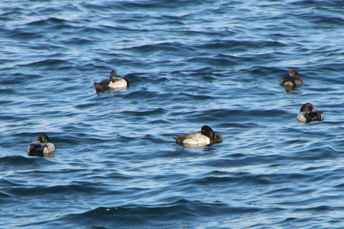 斑背潛鴨 - ML645626185