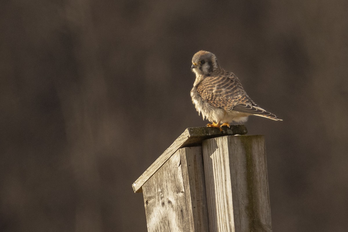 American Kestrel - ML645626186