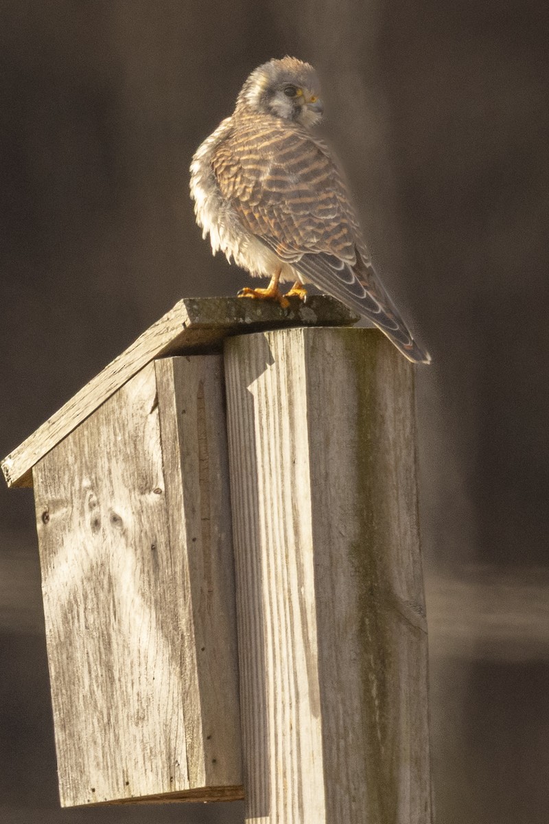American Kestrel - ML645626187
