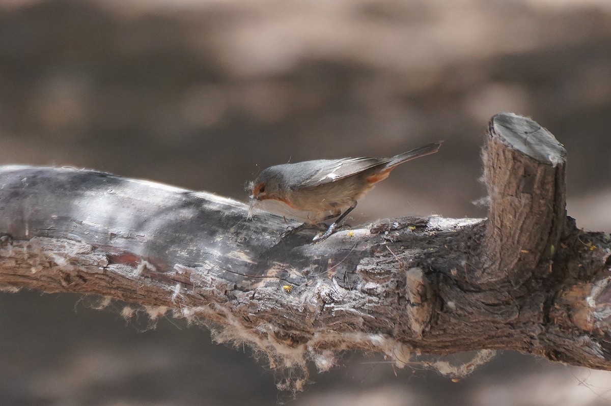 Tamarugo Conebill - ML645626188