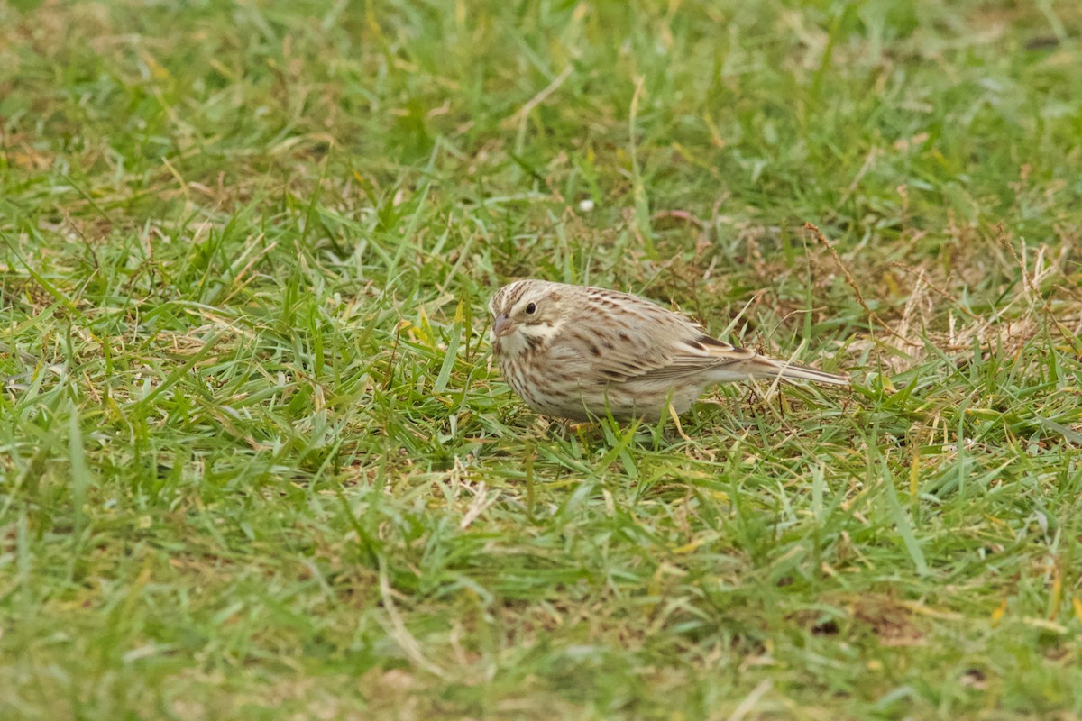 Savannah Sparrow (Ipswich) - ML645626210