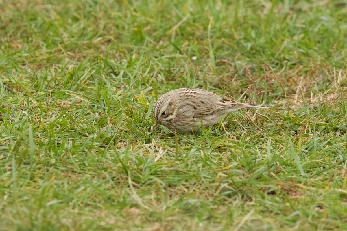 Savannah Sparrow (Ipswich) - ML645626211