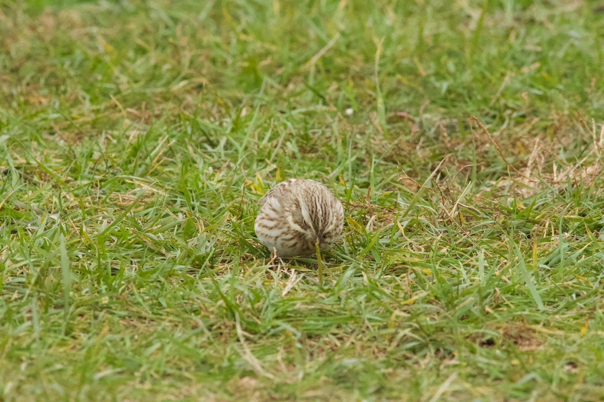 Savannah Sparrow (Ipswich) - ML645626212
