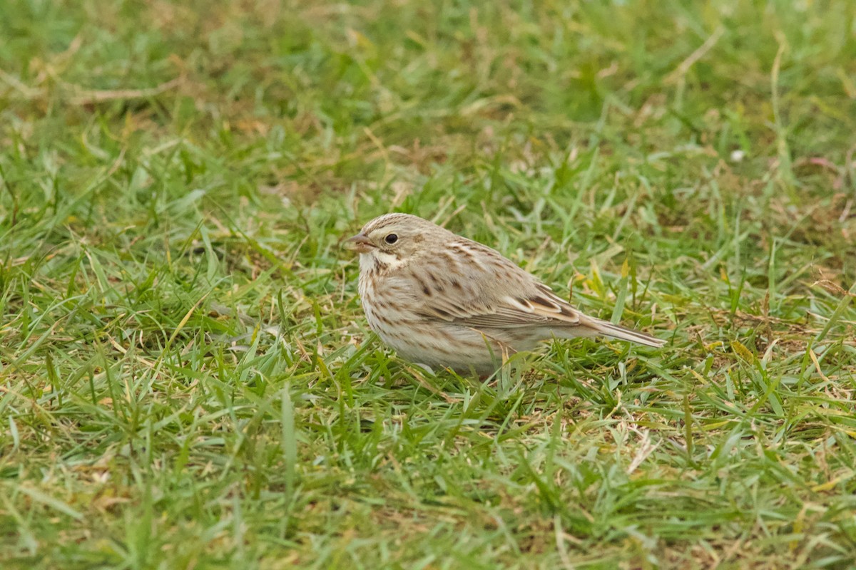 Savannah Sparrow (Ipswich) - ML645626213