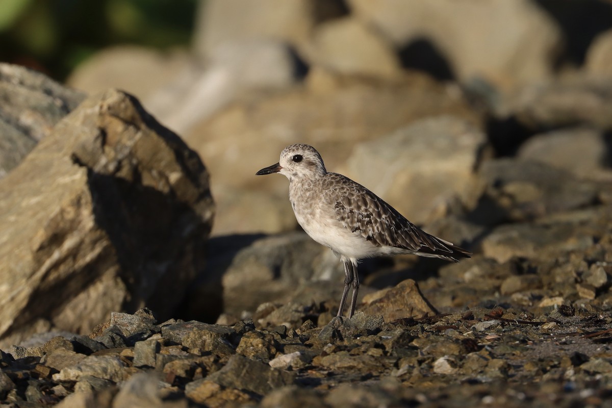 Black-bellied Plover - ML645626214