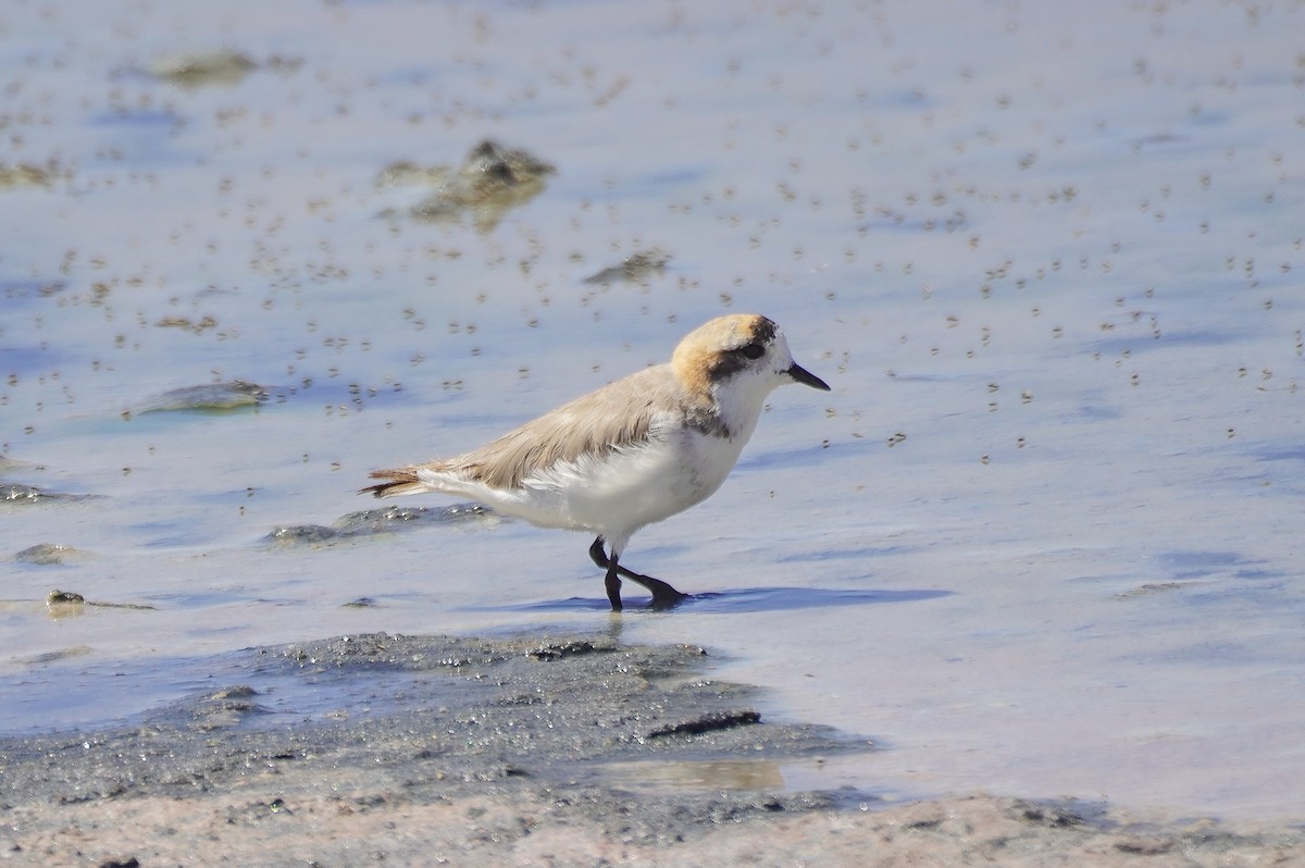 Puna Cılıbıtı - ML645626226