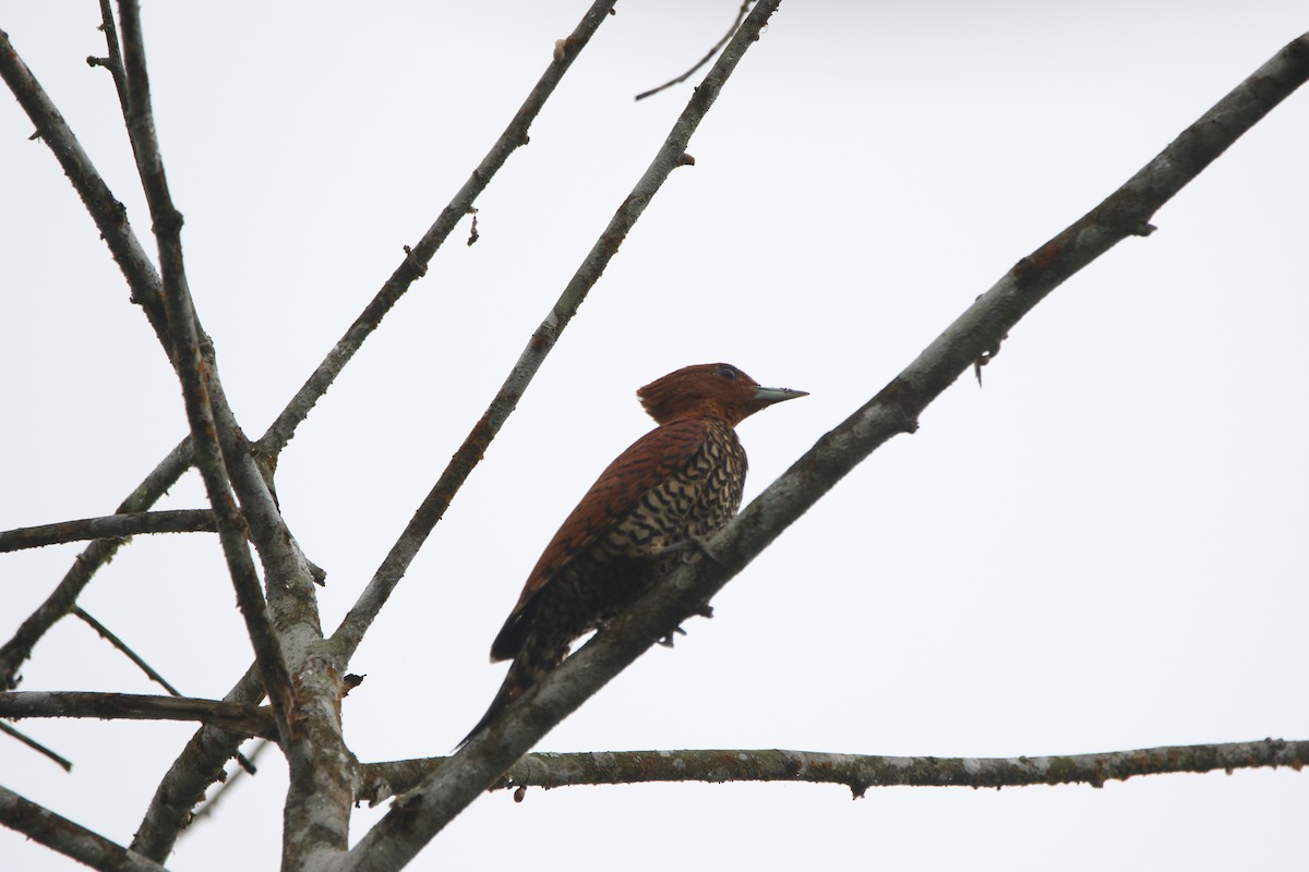 Cinnamon Woodpecker - ML645626227