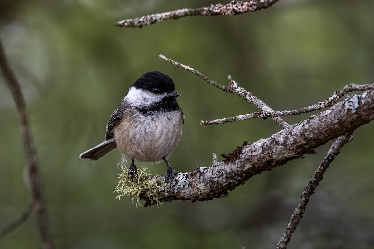 Black-capped Chickadee - ML645626231
