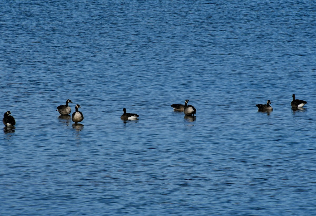 Canada Goose - ML645626232