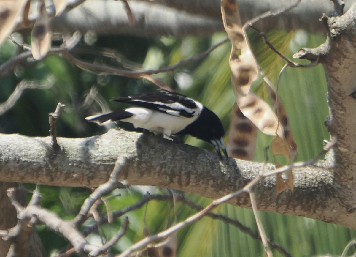Pied Butcherbird - ML645626233