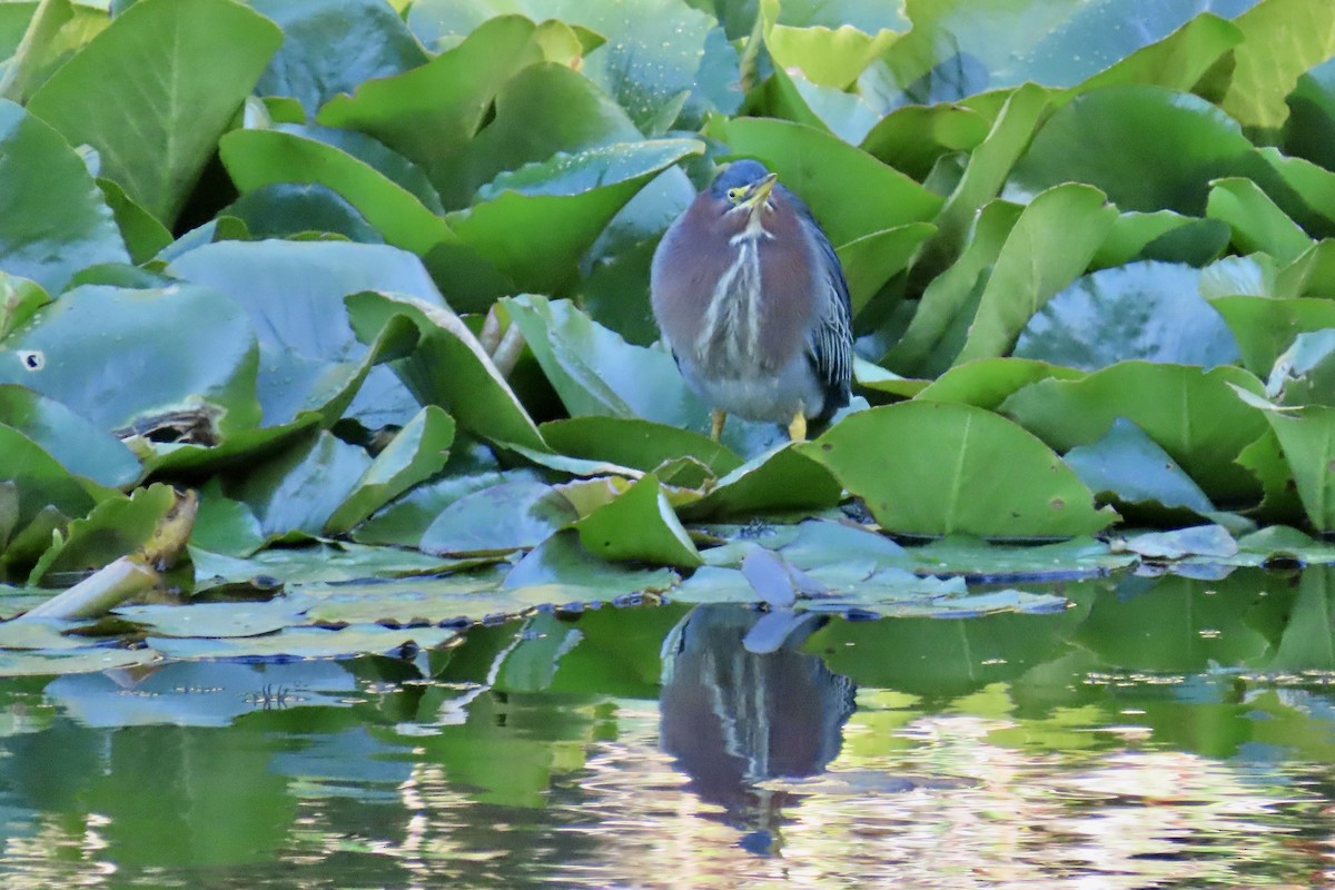 Green Heron - ML645626234