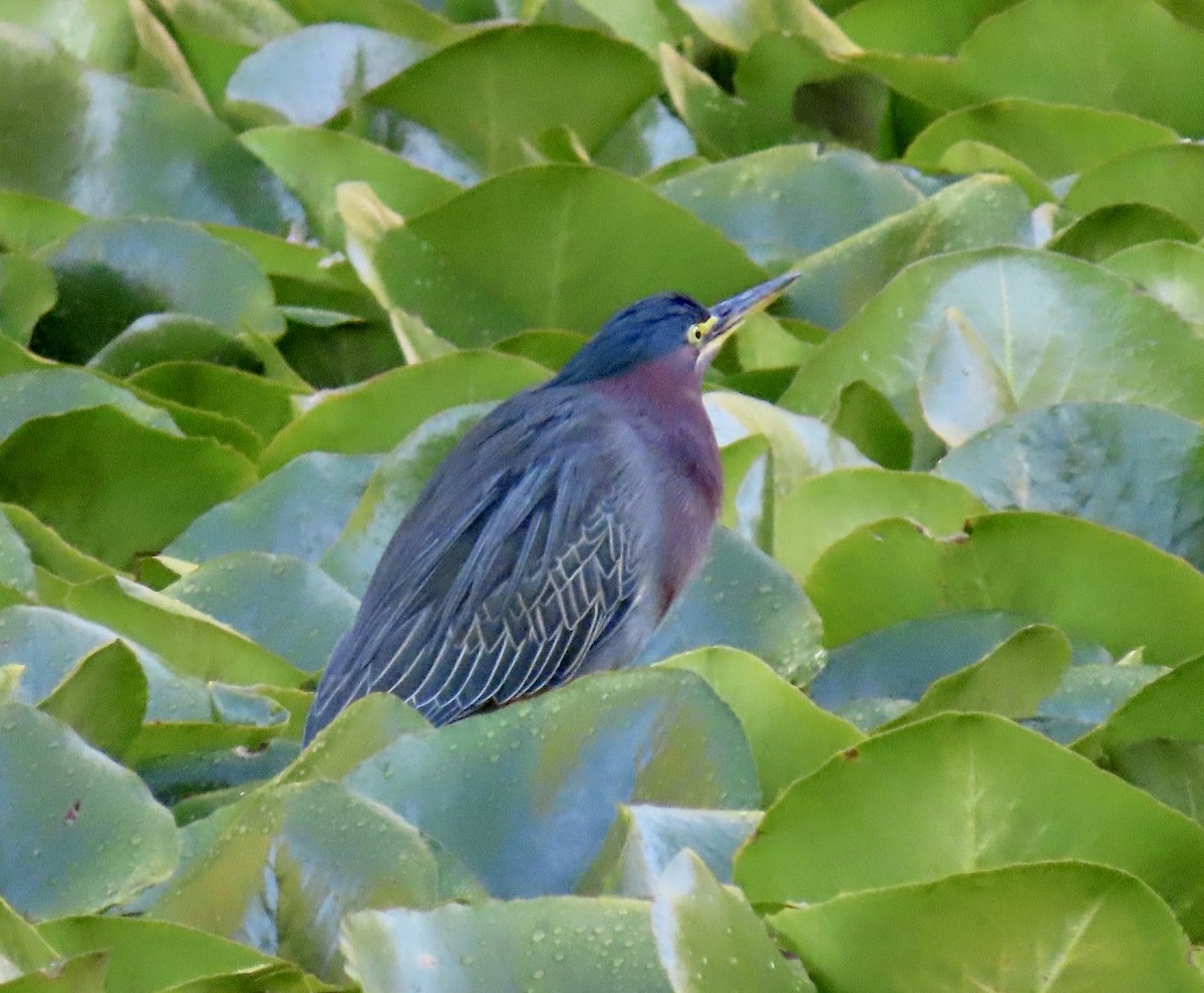 Green Heron - ML645626235
