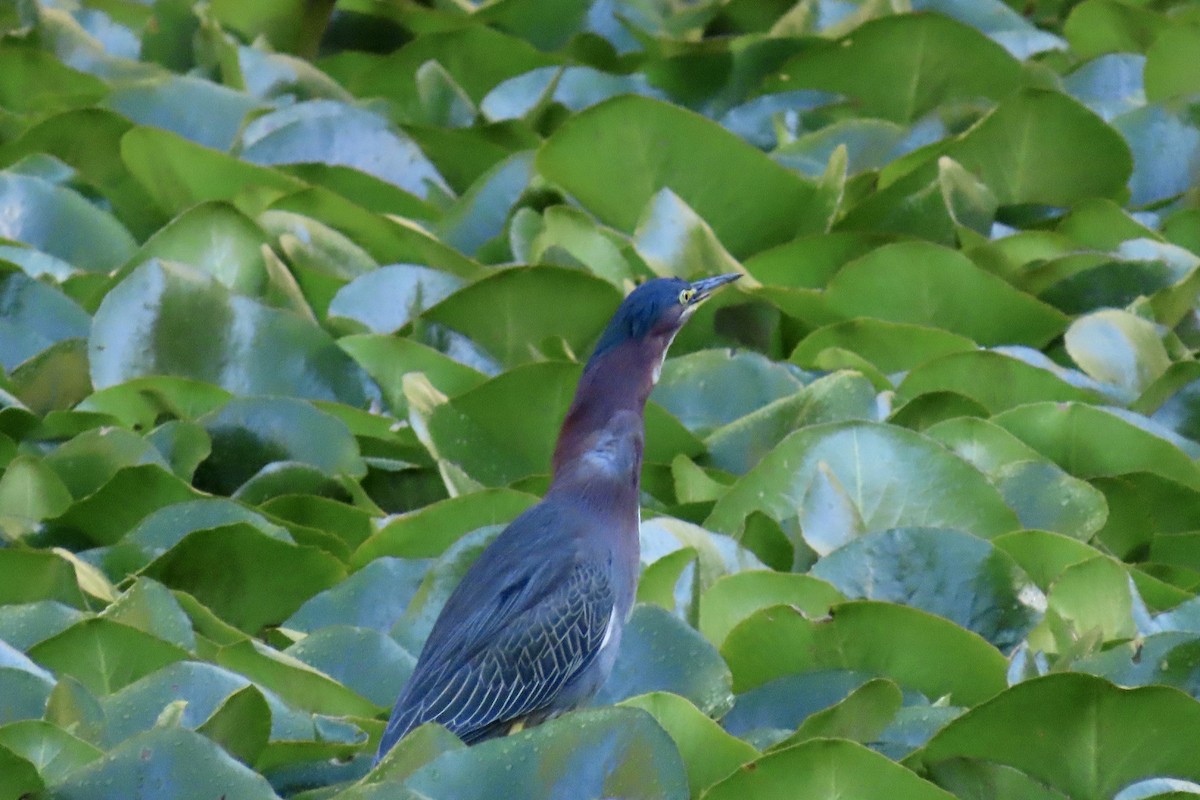 Green Heron - ML645626236