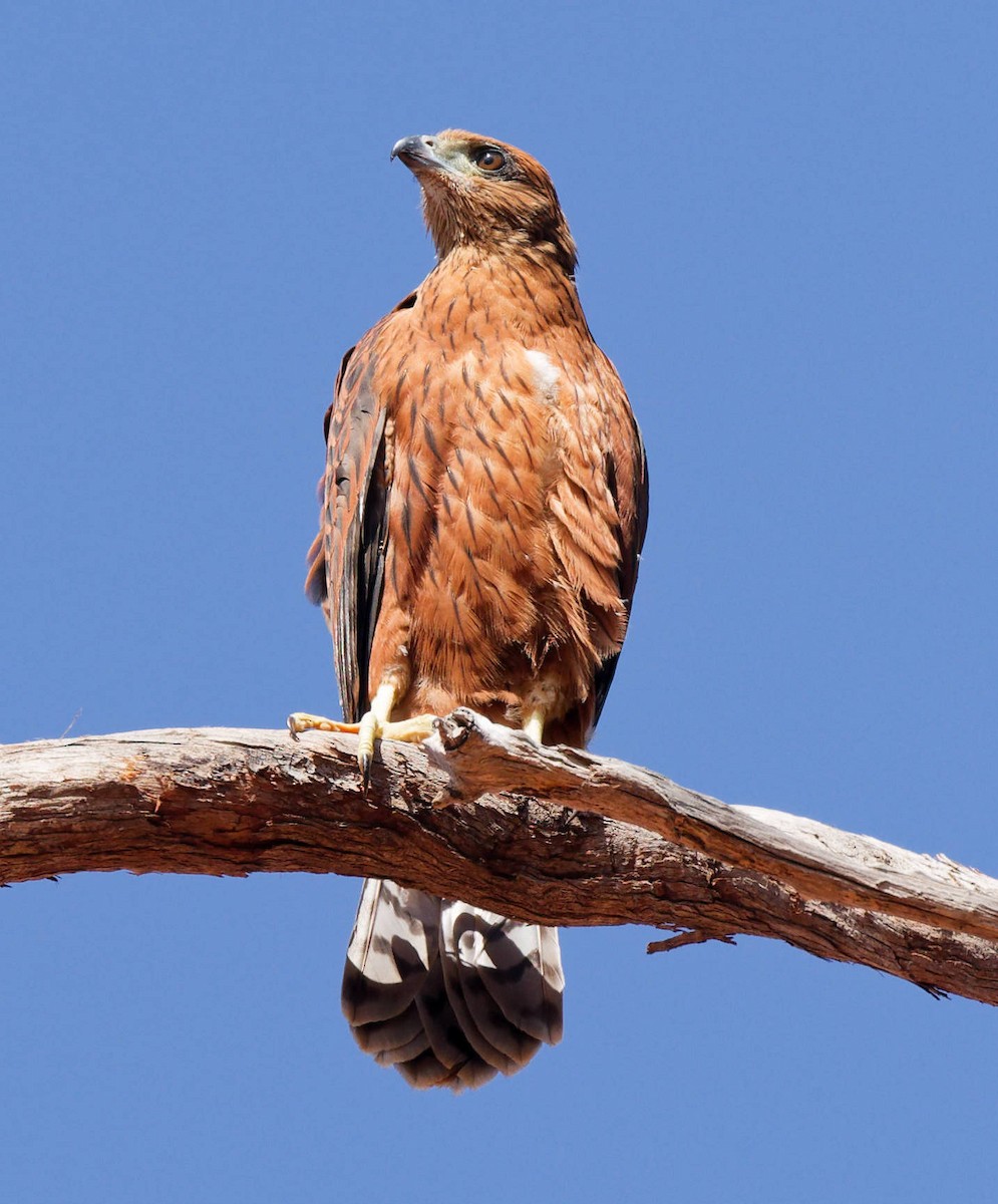 Red Goshawk - ML645626237